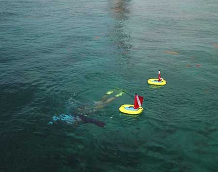 Florida Keys Diving with Nemo